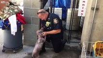 Il cagnolino di un rifugio si emoziona nel momento in cui rivede il pompiere che lo ha salvato dalla strada