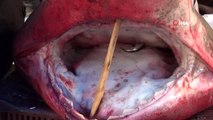 Dev köpek balığı, balıkçıların ağına takıldı