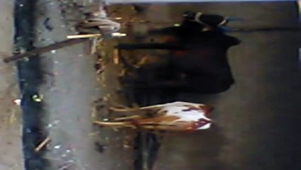 cow farmer video