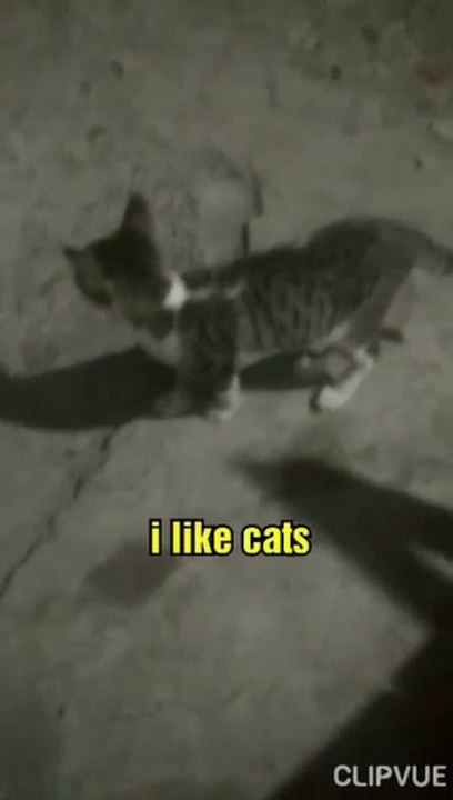 Cats cute- si meong penjaga rumah- meong peliharaan 2019