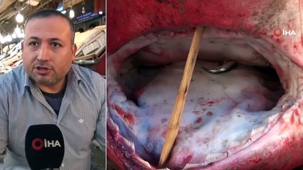 Mersin Açıklarında Pamuk Cinsi Köpek Balığı Yakalandı
