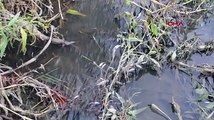 Gediz Nehri'nde toplu balık ölümleri: Nedeni araştırılıyor