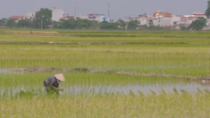 Adaptarse a lo inevitable y reducir emisiones: retos de agricultura en COP25