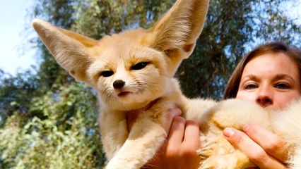 Gizmo the Fox Looks Like Baby Yoda from The Mandalorian