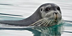 La foca que se sube a la barca de los pescadores para escapar de las orcas asesinas