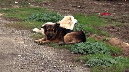 Çatalca'da sokak hayvanlarının zehirlendiği iddiası