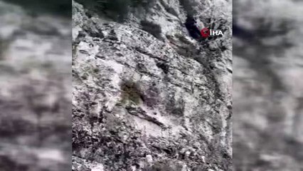 Mahsur kalan keçiler AFAD tarafından kurtarıldı