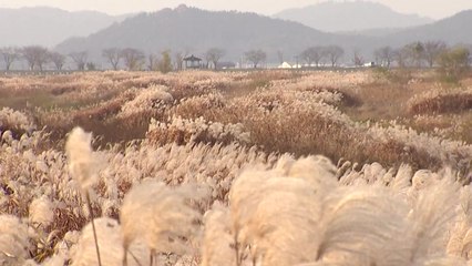 [영상] 강변에 펼쳐진 은빛 억새의 향연! / YTN