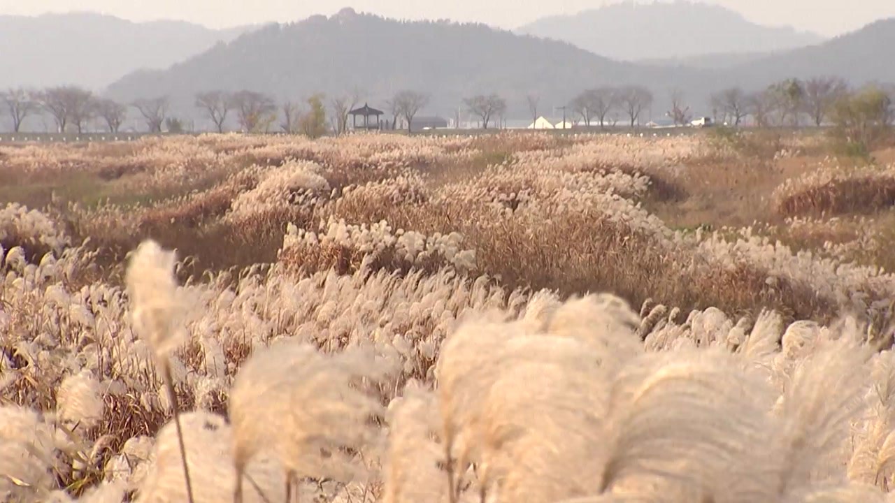 [영상] 강변에 펼쳐진 은빛 억새의 향연! / YTN
