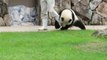 Le métier de soigneur pour panda n'est pas toujours simple