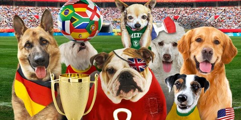 Cuando los perros son hinchas de fútbol y aplauden los goles de su equipo