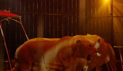 Les soigneurs de Gruss répondent aux animalistes