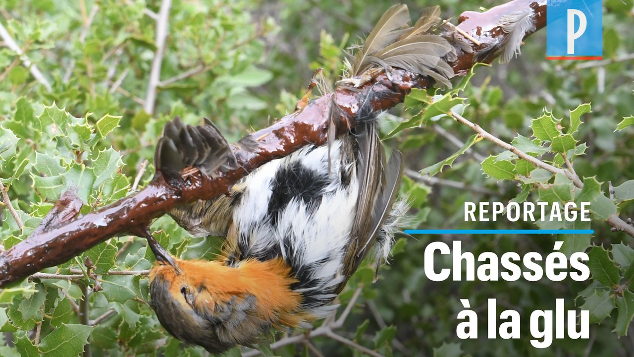 Chasse à la glu : « Il faut arrêter de coller les oiseaux aux arbres ! »
