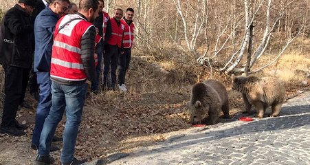 Bitlis'in maskotu ayılar kavurmayla besleniyor