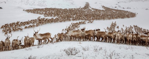 Vídeo viral: Esta manada de 3.000 renos sorprende a un conductor en Siberia