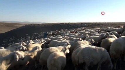 İki yabancı dil bilen aday öğretmen çobanlık yapıyor