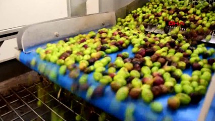 Feriştah, 1 milyon lira hibeyle zeytinyağı sıkım fabrikası kurdu