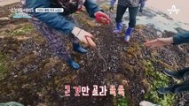 실하다! 자연산 홍합 천국 소청도의 매력!