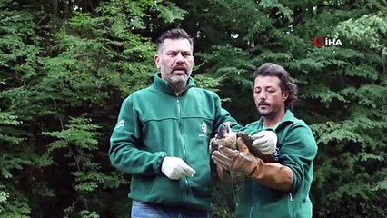 Yaralı halde bulunan doğan sağlığına kavuştu