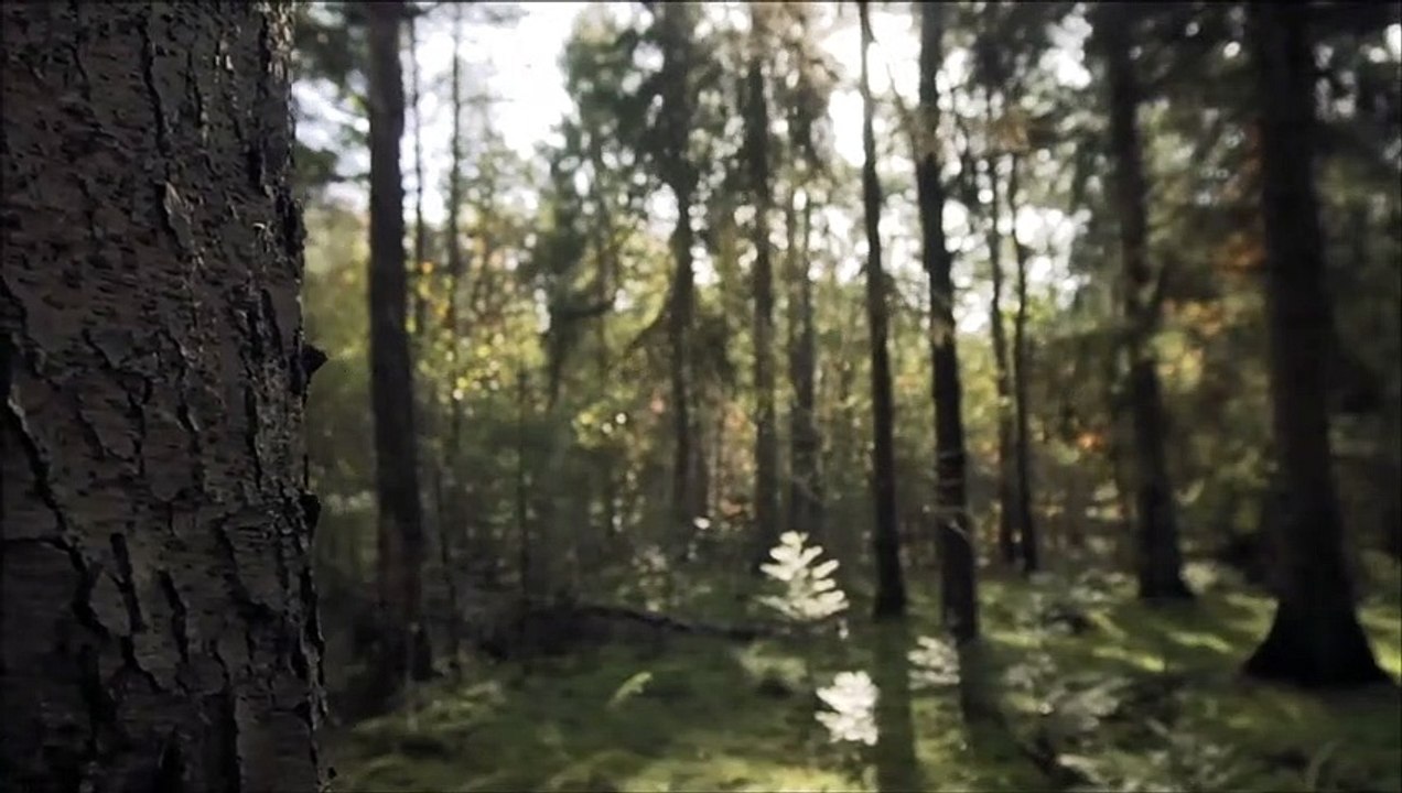 La Reine des Fourmis a Disparu par Aurore