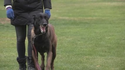 Violencia machista. Sin miedo con un perro de protección