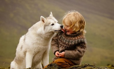 Video herunterladen: Mascotas: Cuando chocan perros y niños