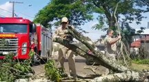 Árvore cai no Parque São Paulo e atinge lixeira