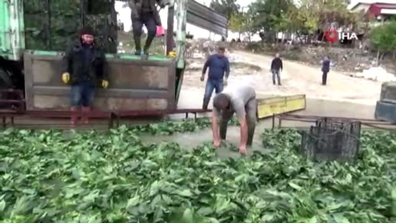 "Yeşil altın"da buruk hasat