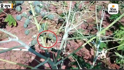 સરહદી લખપત પર લશ્કરી ઇયળનું આક્રમણ, ઊભા પાકનો સોથ વળી ગયો