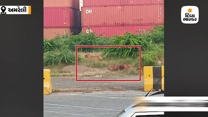 પીપાવાવ પોર્ટ પર ધોળા દિવસે ચાર સિંહોએ પશુનું મારણ કર્યું