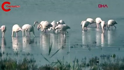  Flamingolar, görsel şölen oluşturdu