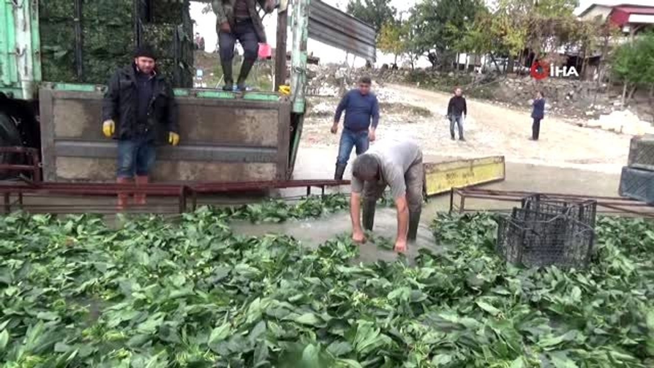 "Yeşil altın"da buruk hasat