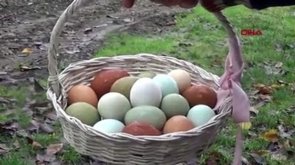 7 farklı renkte yumurta üretiyor... Fiyatına şaşacaksınız!