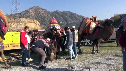 Deve güreşi festivali düzenlendi - AYDIN