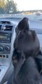 Dog Sings Along Adorably in Car Along With Owner