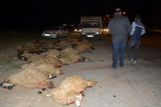 Otomobil koyun sürüsüne çarptı: 40 koyun telef oldu