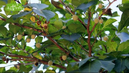 [삼삼오오 우리 숲 이야기] 때죽나무, 큰까치수염 / YTN