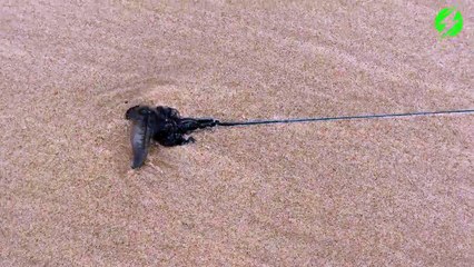 Regardez la taille du tentacule de cette méduse... Plus de 5m de long