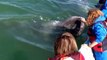 Une baleine vient demander des calins à des touristes... Magique