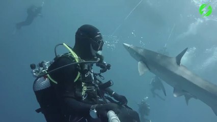 Faire un bisous à un requin... Adorable