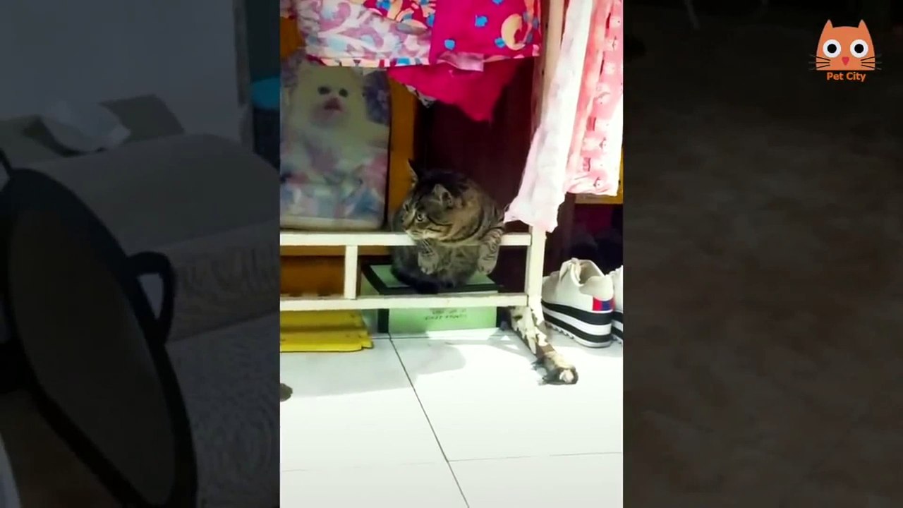 Trate de no reírse   Videos divertidos de gatos y perros 2019 v2