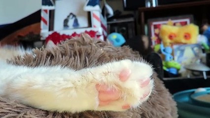 Cat Toes