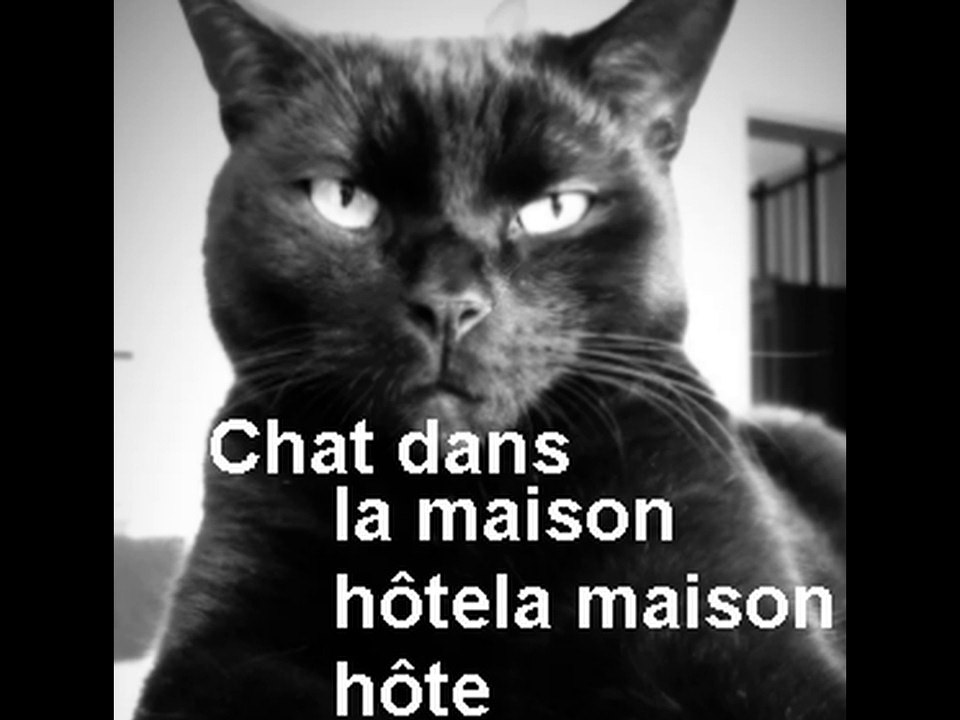 Chat dans la maison hôte