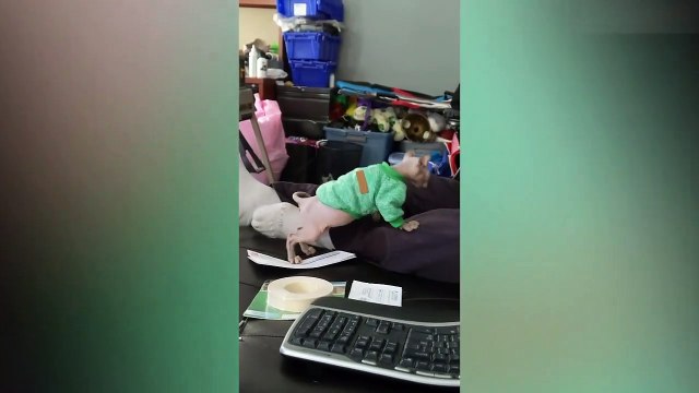 Try Not To Laugh Animals - Funny Cats Videos 2019 - Funniest Clean Vines Compilation