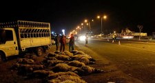 Otomobil koyun sürüsüne çarptı: 70 koyun telef oldu
