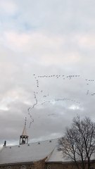 Voiliers d'outardes au-dessus de Châteauguay