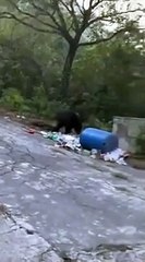 Ces gens n'ont pas peur des ours qui marchent entre eux au Mexique !