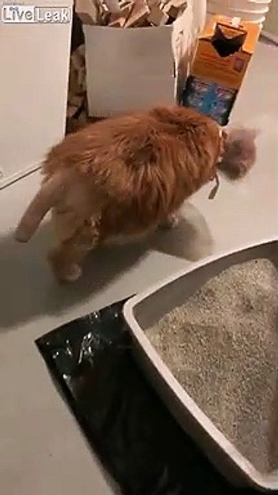 Poils rasés pour une opération, ce chat a la queue chauve !