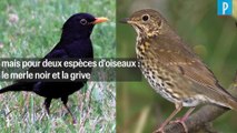 Chasse à la glu : « Il faut arrêter de coller les oiseaux aux arbres ! »