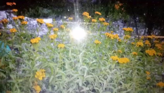 Bacterias y Germenes- Limpialos naturalmente con Flor de Santa Maria